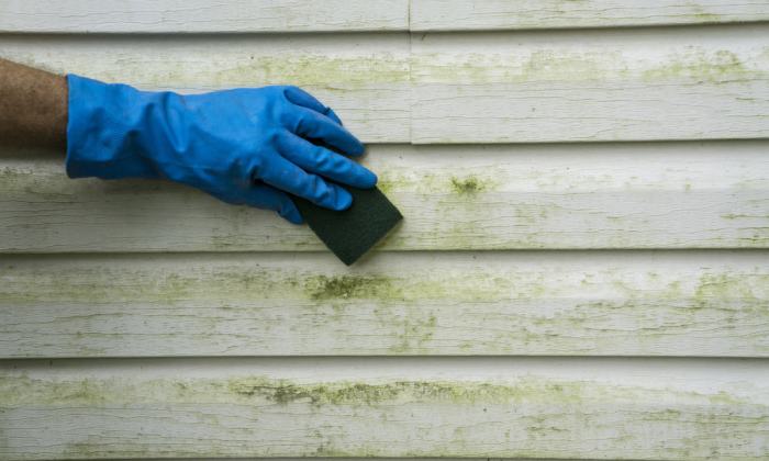 How to remove mold from vinyl siding causes prevent tips – Artofit
